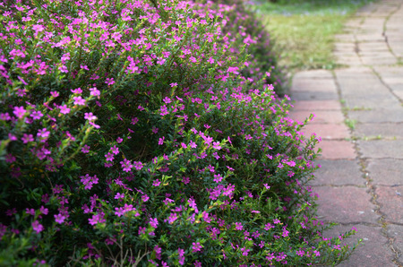 cupheaの写真素材