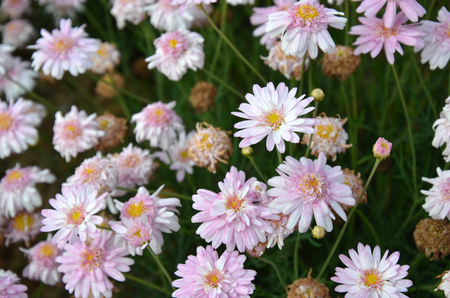 Argyranthemum frutescensの写真素材