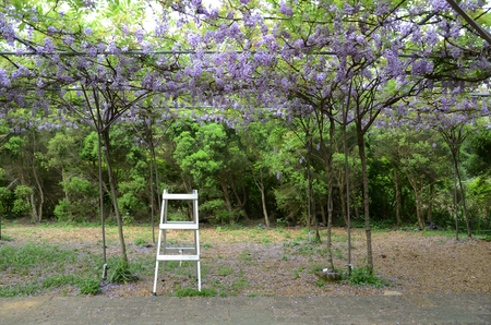 wisteria flowerの写真素材