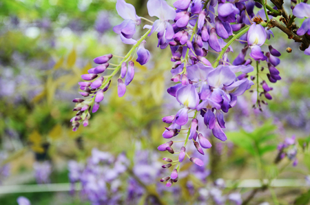 wisteria flowerの写真素材