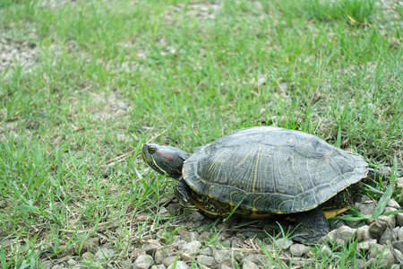 tortoiseの写真素材