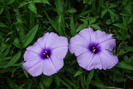 morning glory