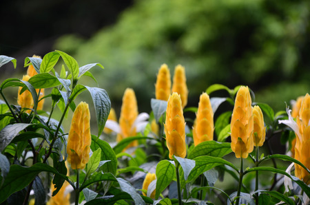 Pachystachys luteaの写真素材