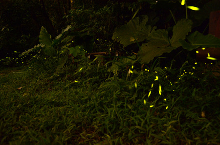 firefly