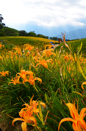 Hemerocallis fulva, Orange Daylily, The Orange day lily flower at sixty stone mountain, Fuli, Hualien, Taiwanの写真素材