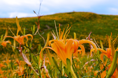 Hemerocallis fulva, Orange Daylily, The Orange day lily flower at sixty stone mountain, Fuli, Hualien, Taiwanの写真素材