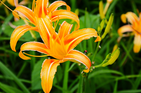 Hemerocallis fulva, Orange Daylily, The Orange day lily flower at sixty stone mountain, Fuli, Hualien, Taiwanの写真素材