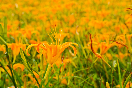 Hemerocallis fulva, Orange Daylily, The Orange day lily flower at sixty stone mountain, Fuli, Hualien, Taiwanの写真素材