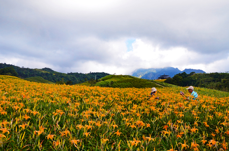 Hemerocallis fulva, Orange Daylily, The Orange day lily flower at sixty stone mountain, Fuli, Hualien, Taiwanのeditorial素材