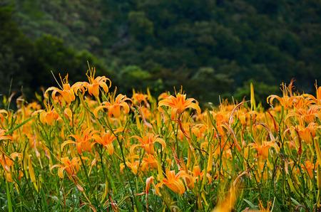 Hemerocallis fulva, Orange Daylily, The Orange day lily flower at sixty stone mountain, Fuli, Hualien, Taiwanの写真素材