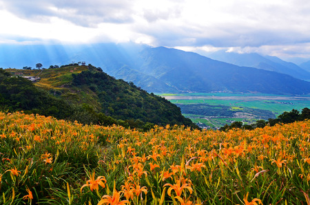 Hemerocallis fulva, Orange Daylily, The Orange day lily flower at sixty stone mountain, Fuli, Hualien, Taiwanの写真素材