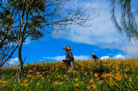 Hemerocallis fulva, Orange Daylily, The Orange day lily flower at sixty stone mountain, Fuli, Hualien, Taiwanの写真素材