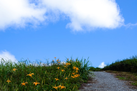 Hemerocallis fulva, Orange Daylily, The Orange day lily flower at sixty stone mountain, Fuli,...