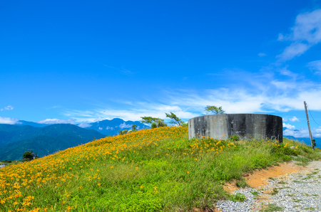 Hemerocallis fulva, Orange Daylily, The Orange day lily flower at sixty stone mountain, Fuli, Hualien, Taiwanの写真素材