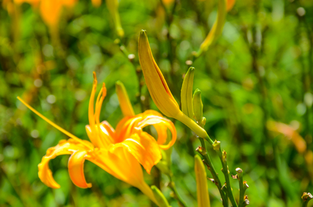 Hemerocallis fulva, Orange Daylily, The Orange day lily flower at sixty stone mountain, Fuli, Hualien, Taiwanの写真素材