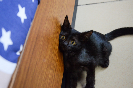 cat, pet, animalsの写真素材