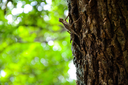 Reptiles lizard park