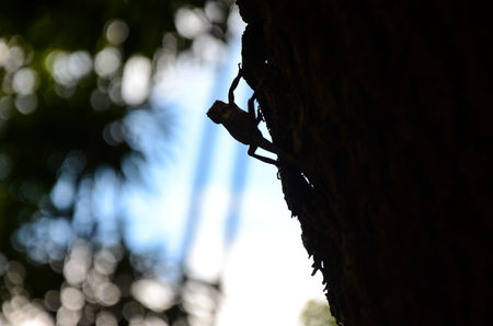 Reptiles lizard parkの写真素材