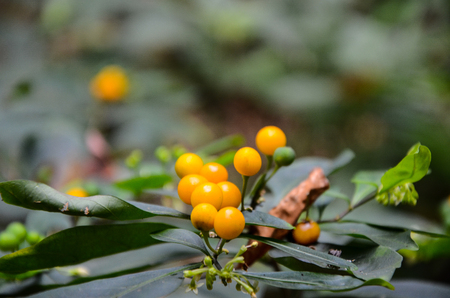 Solanum diphyllum plantの写真素材
