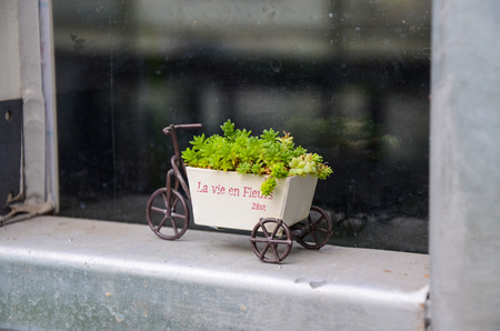 Succulent plant Succulentsの写真素材