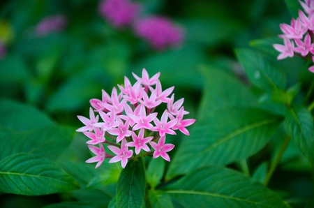 Pentas lanceolata flowersの写真素材