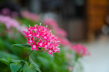 Pentas lanceolata flowersの写真素材