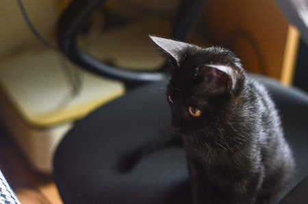 cat animal pet kitten blackの写真素材