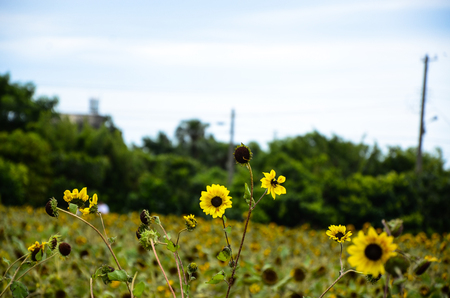 helianthus sunflower gardenの写真素材