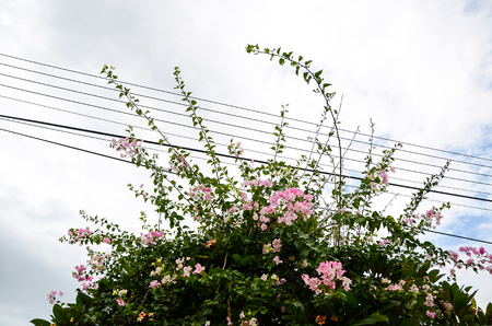 Bougainvillea Paper Flower