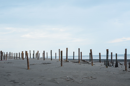 Bamboo seaside sandの写真素材