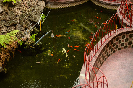 carp fish Cyprinus carpioの写真素材