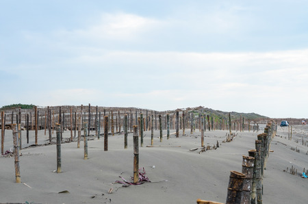 Bamboo seaside sandの写真素材