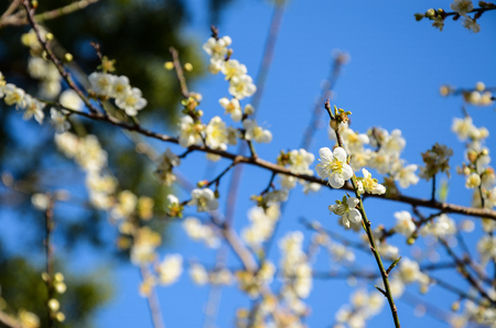 plum blossom flowerの写真素材