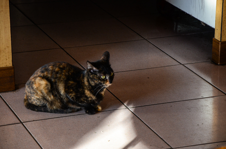 House cat animals petの写真素材