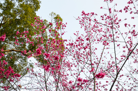 Cherry blossoms flowerの写真素材