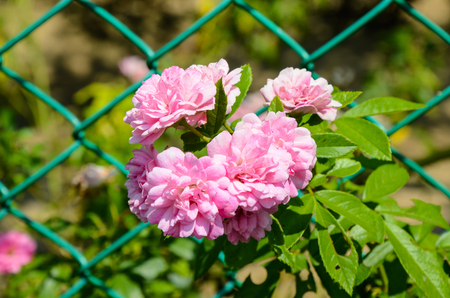 Rosa multiflora, Multiflora Roseの写真素材
