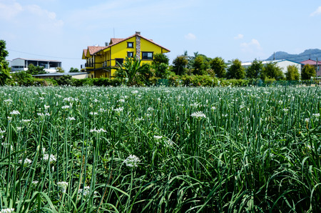 Leek flowers chivesの写真素材