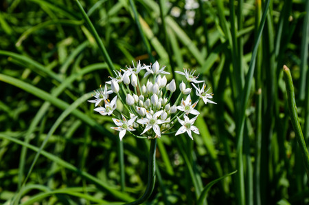 Leek flowers chivesの写真素材