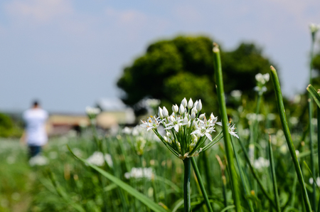 Leek flowers chivesの写真素材