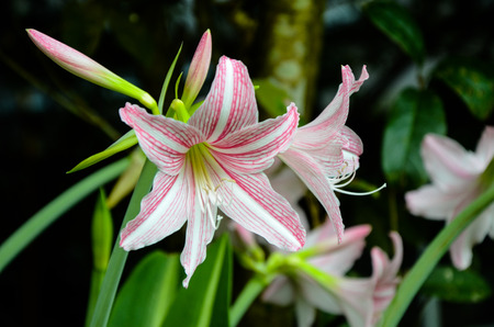 Hippeastrum reticulatum var. striatifoliumの写真素材