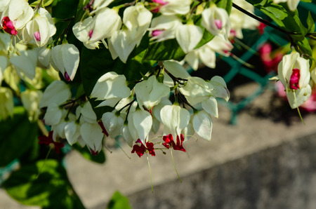 Red and white Combretum indicum flowersの写真素材