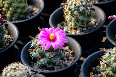 Cactus succulent plantsの写真素材