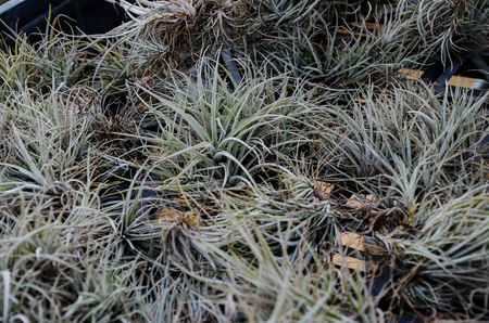 Air plant Tillandsiaの写真素材