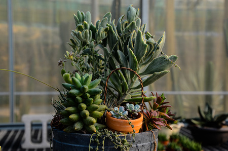 Succulent plants Potted plants, gardeningの写真素材