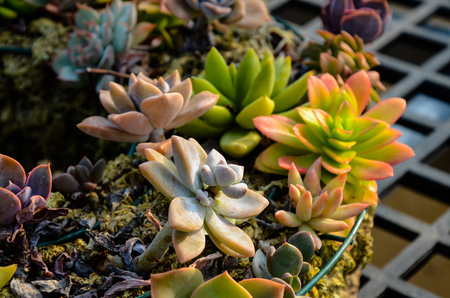 Succulent plants wreathの写真素材