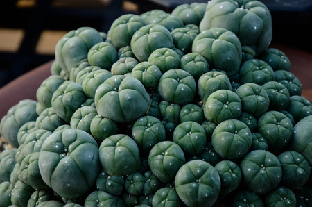 Cactus succulent plantsの写真素材