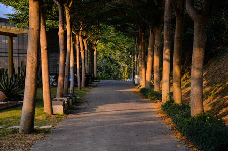 Avenue of treesの写真素材