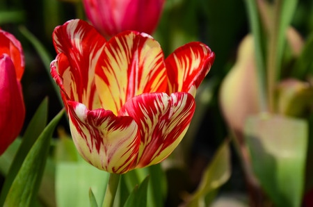 Common Tulipa Liliaceae Tulipの写真素材