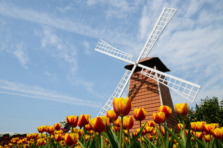 Common Tulipa Liliaceae Tulipの写真素材