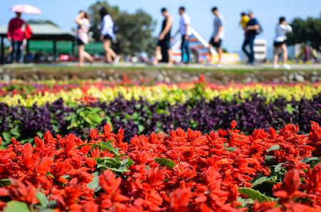 Salvia splendens, Scarlet Sageの写真素材